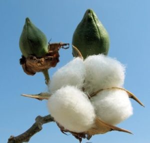 Cotton bud detail