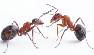 two ants playing