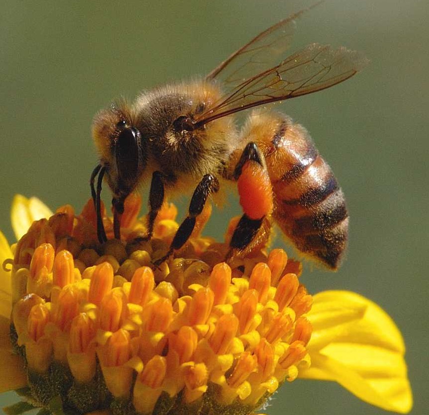 sapne mai madhumakkhi dekhna सपने में मधुमक्खी देखना Honeybee dream