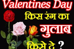 वैलेंटाइन्स डे किसे किस रंग का गुलाब दे Valentines Day Rose Colors meaning